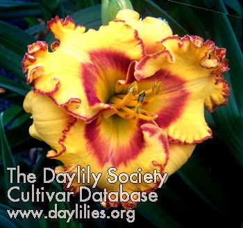 Daylily Arrive in Style